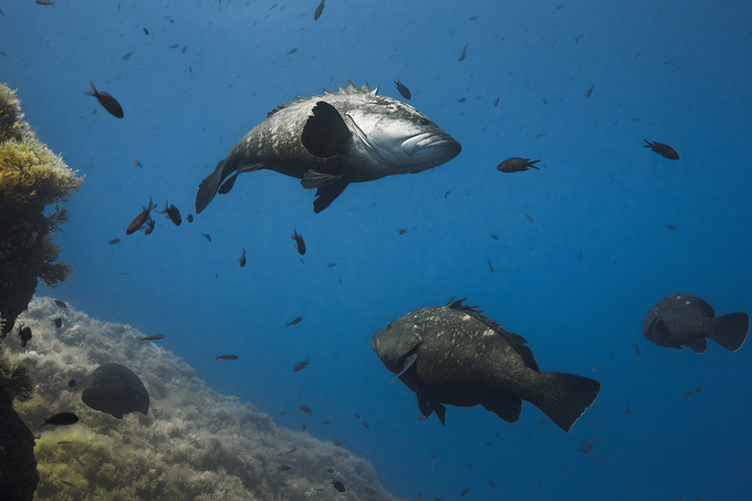 데이비드 애튼버러: 바다